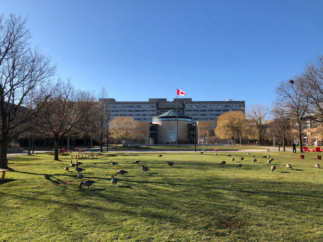 york university